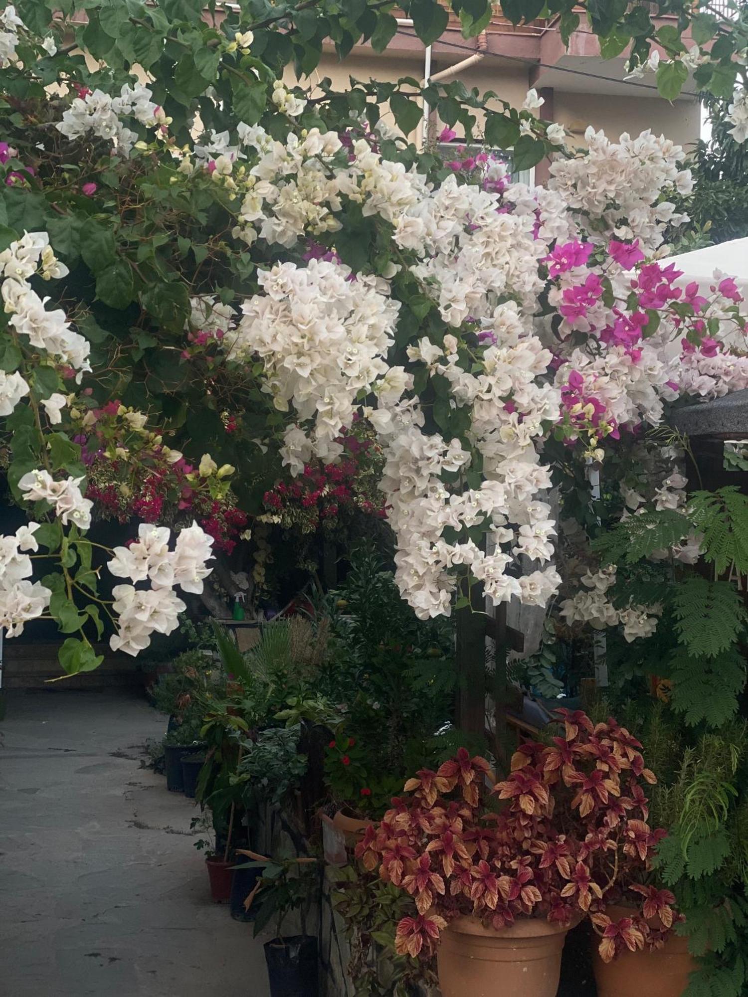 Rosemary Pansiyon Çıralı Buitenkant foto